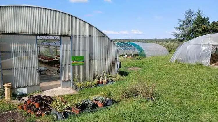 Vente de cactus et succulentes au serres Mas de Tardieu
